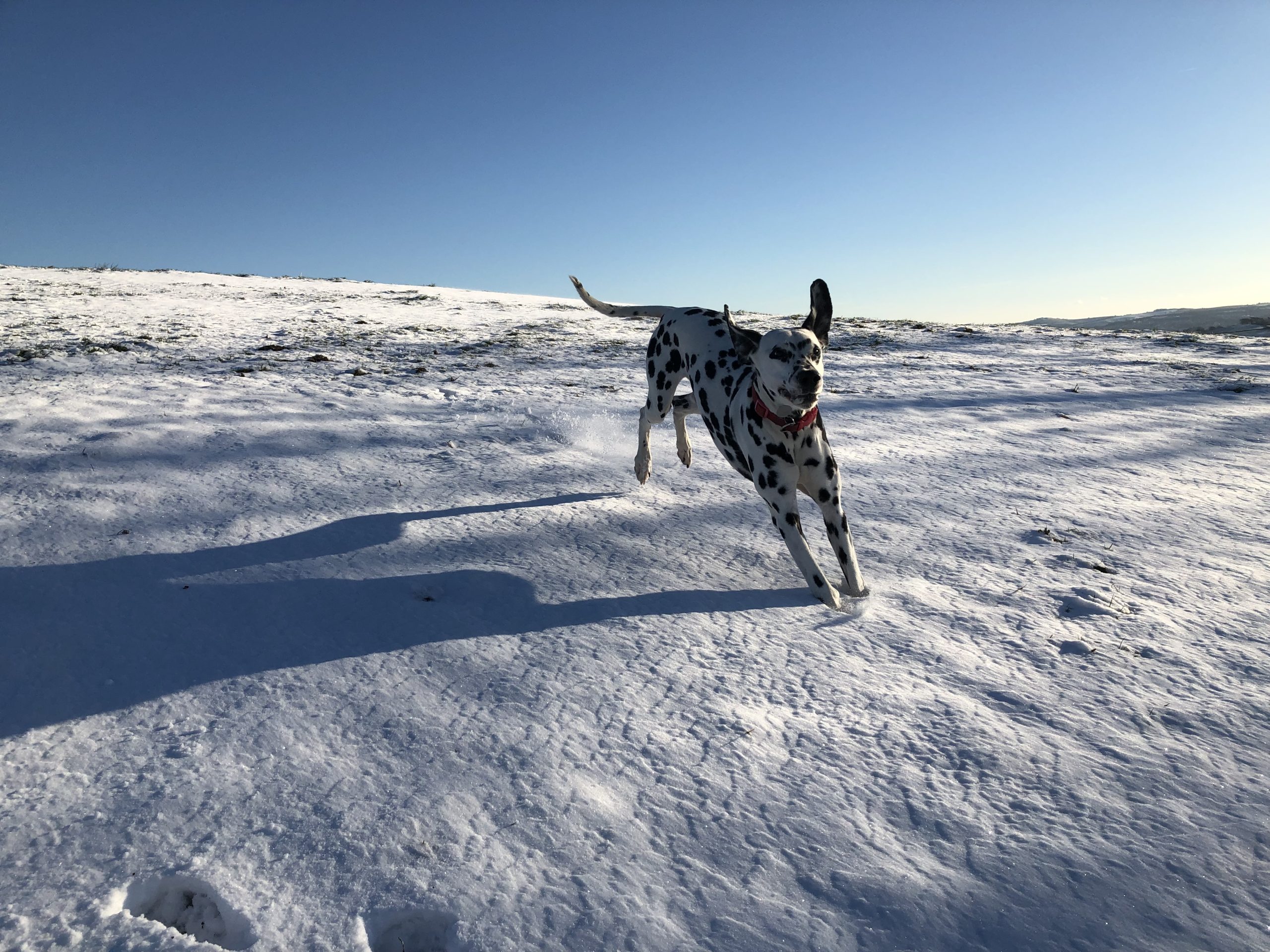 Samphire in the snow