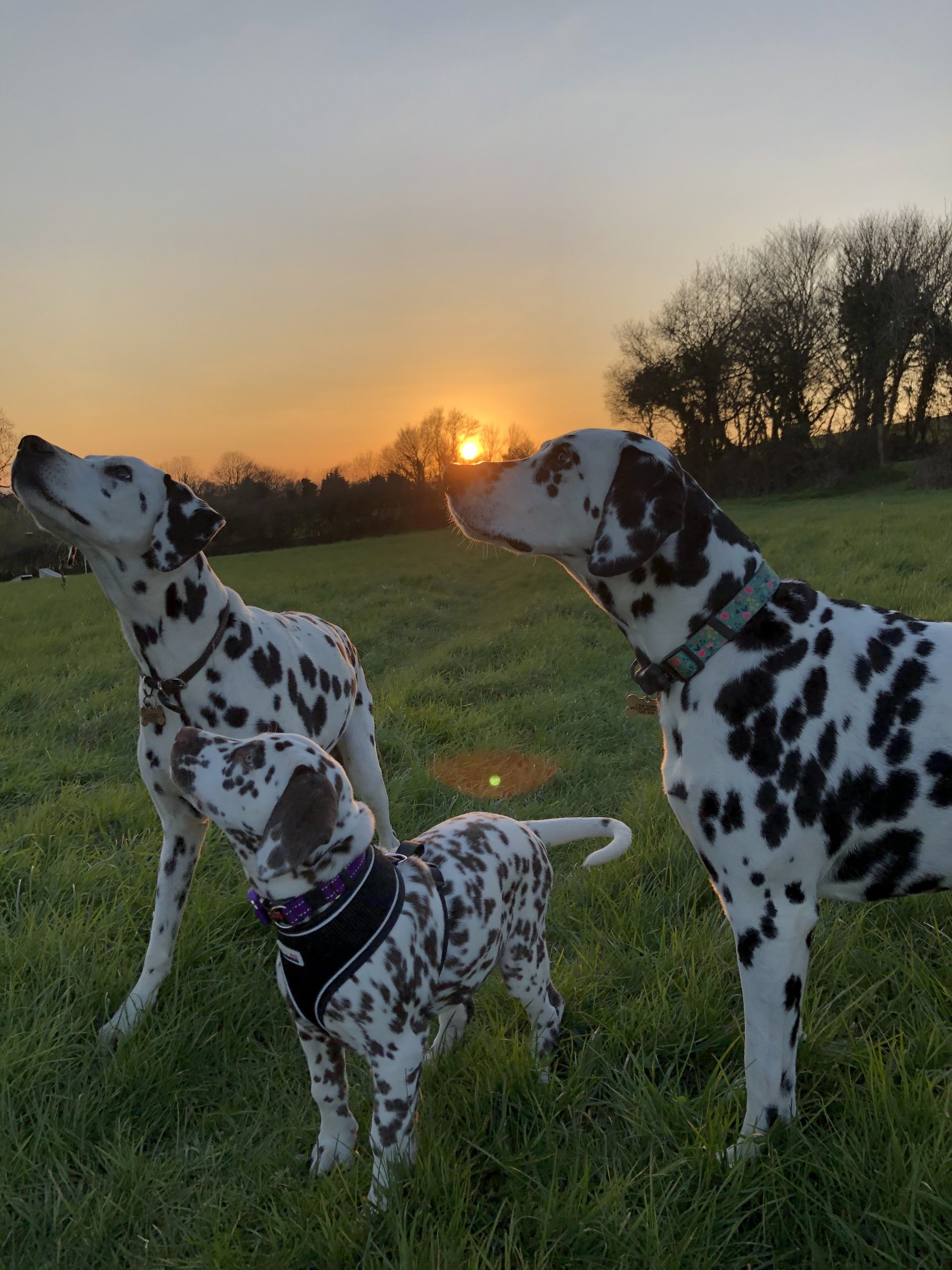 Yarra, Samphire and Maple