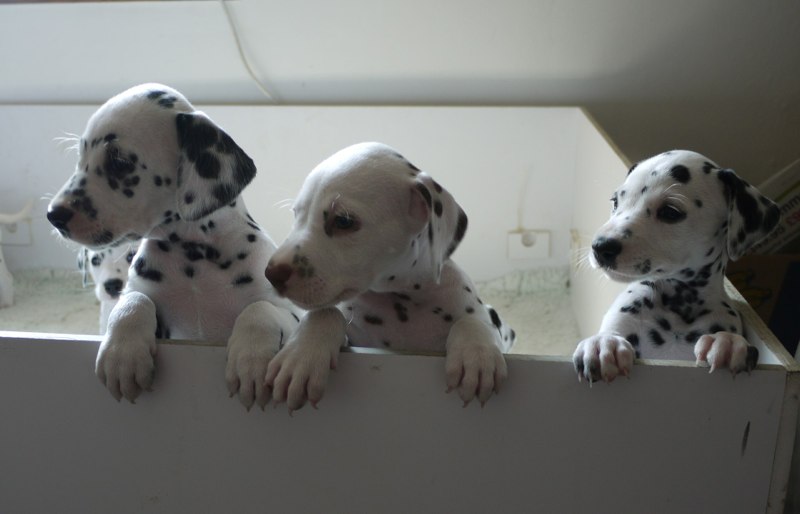 Inquisitive puppies