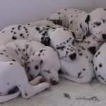 Yarra's puppies