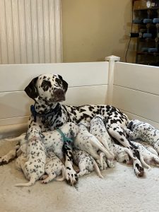 Maple and the puppies